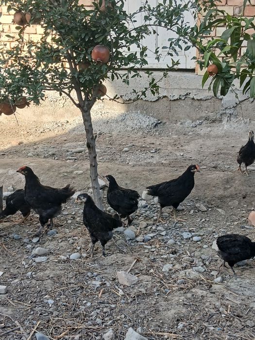 Andijon qora jo‘jalari hamma vaksinalari  qilingan
