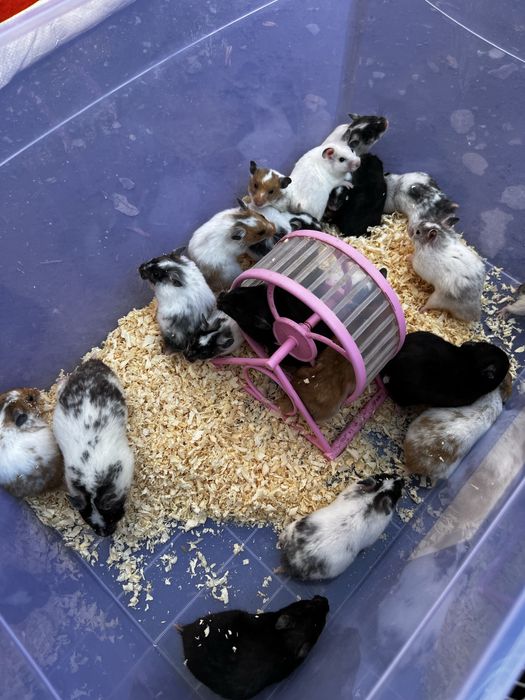 Hamster qolga organgan