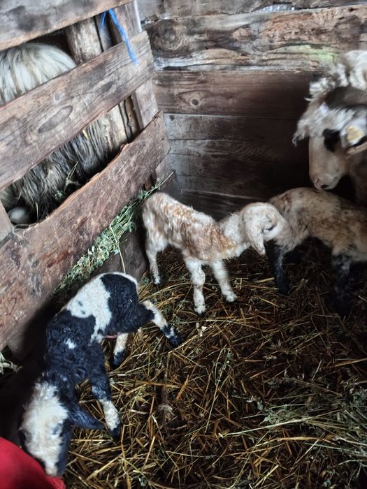 Miei gemeni de vanzare