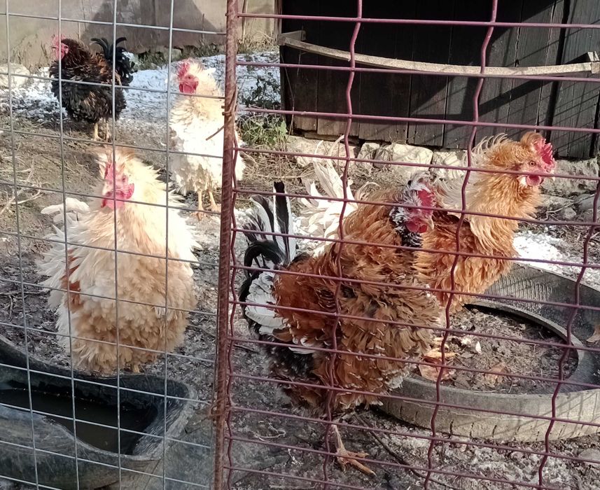 vand cocosi de rasa frezat