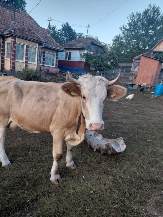 Vaca la prima fatare cu vitel