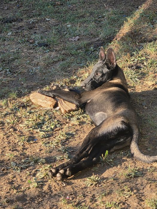 Ciobănesc belgian malinois