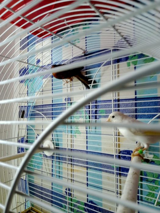 Канарейки приучены к клетке