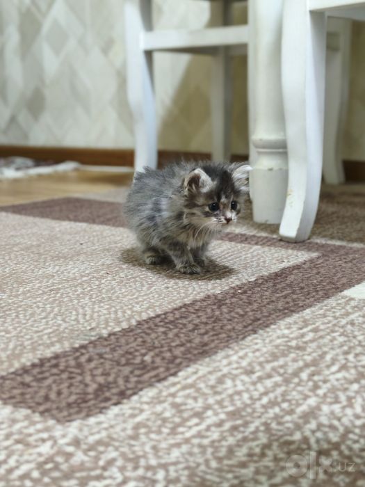 Красивые и умные котята бесплатно в добрые руки