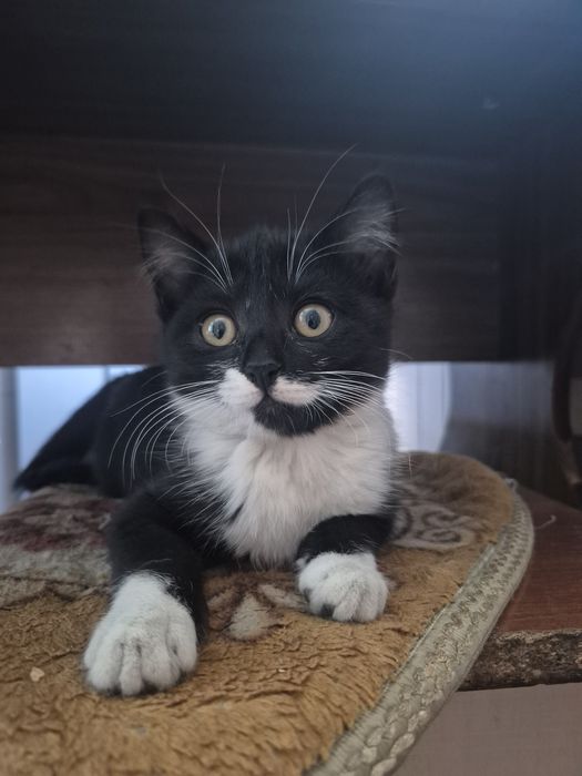 Отдам бесплатно котёнка