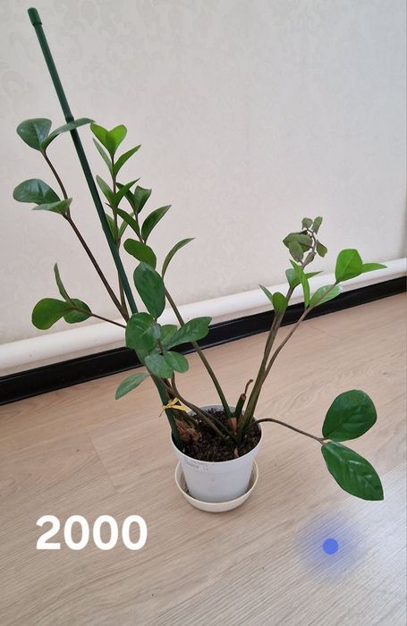 Доллар гүлдері сатылады