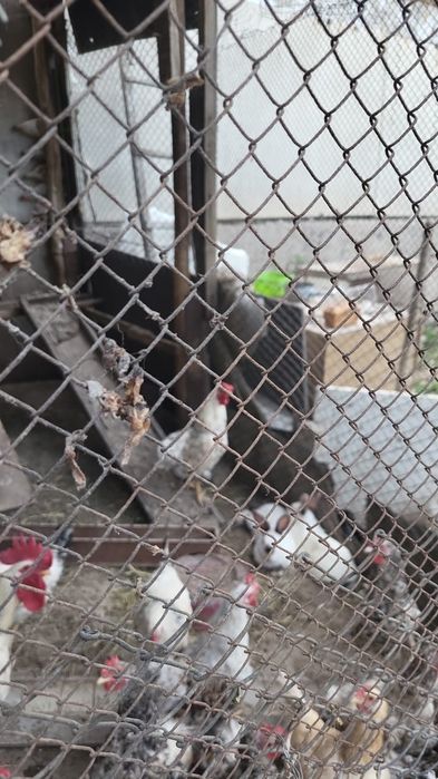 Петушки брама Адлер пушкинские