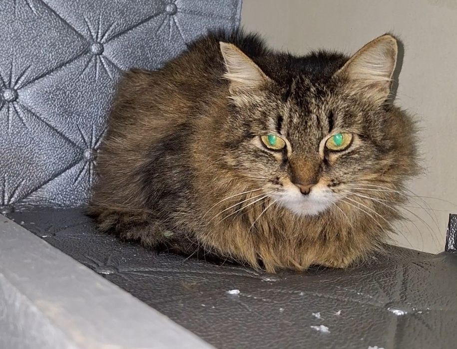 Подари старушке семью