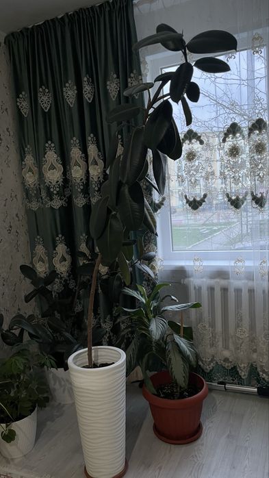 Домашнии цветы. Недорого