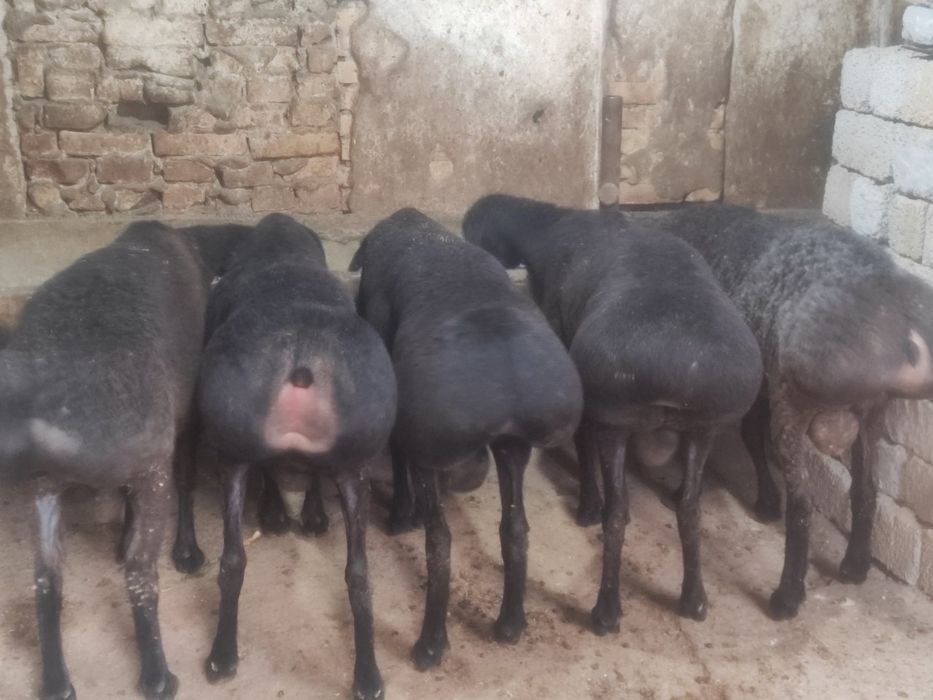 Assalomu aleykum Qurbonlik ucun qoylar va molar