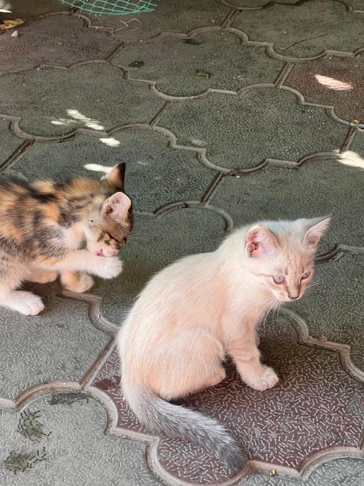 Котята бесплатно