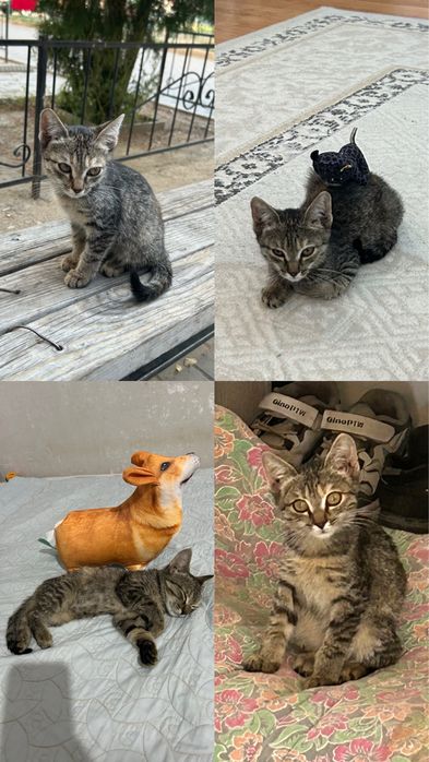 Котенок мальчик приучен к лотку