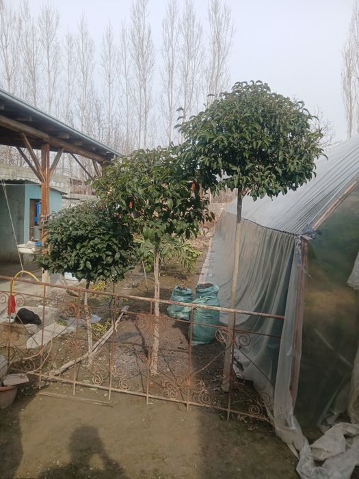 100% ishonchli Burichina kochatlari bor