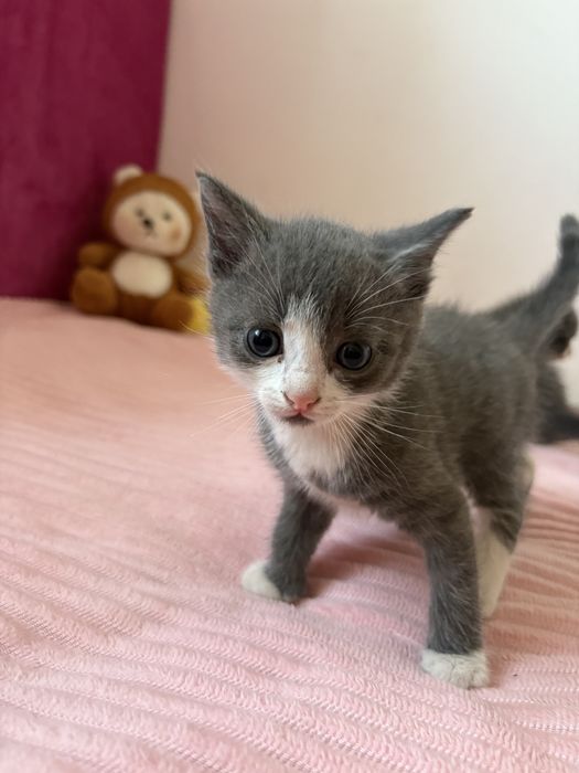 котенок котята в добрые руки