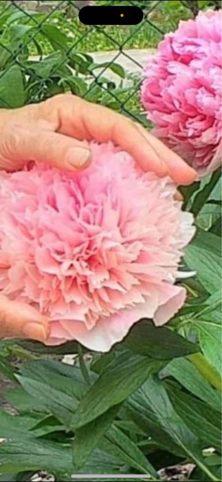 Rizomi dr bujori 25 lei buc