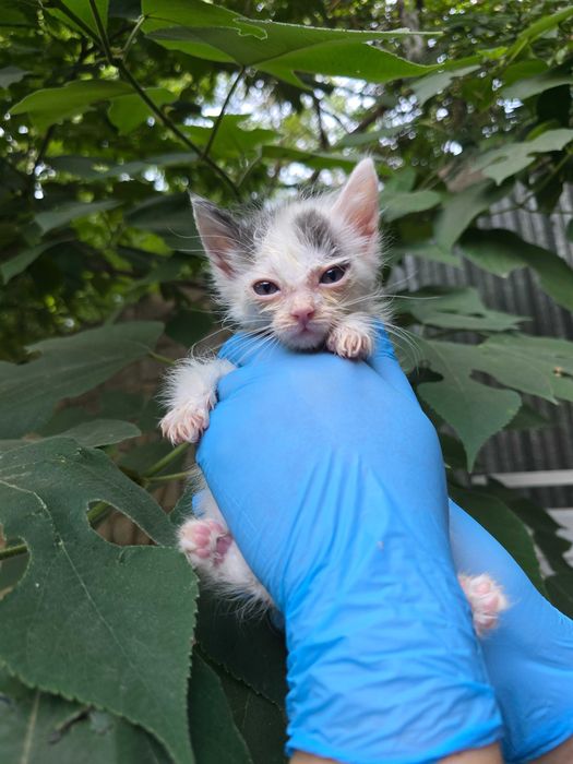 Котята ищут семьи!