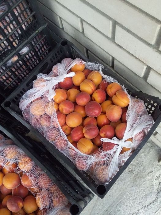 УРИК КУЧАТЛАРНИ 8 Хил сорти бор сортига падвойига кафолат берамиз