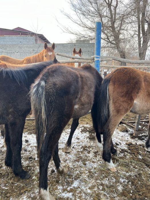Жабагы тайлар сатылады еркек