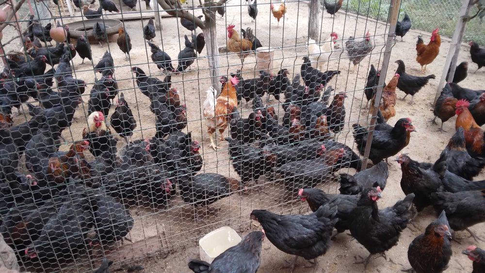 Oua de casa proaspete si naturale la super pret