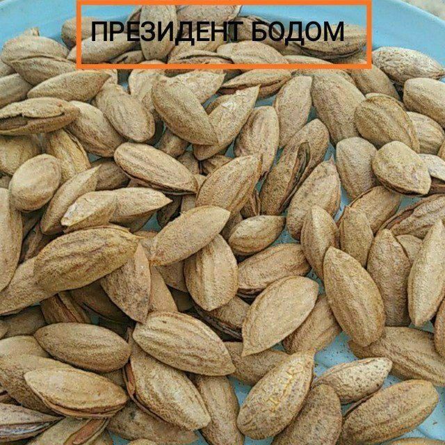 БОДОМ КУЧАТЛАРИНИ 9 хил сорти бор сортига падвойига кафолат берамиз