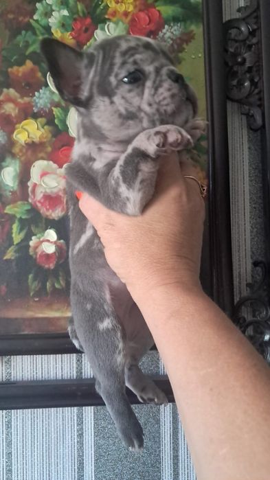 Французский бульдог девочка мерле