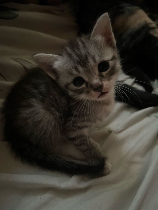 отдам котят в хорошие руки