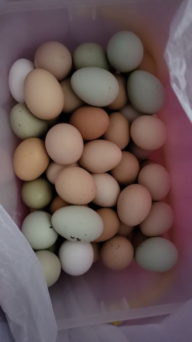 Домашние яйца свежие