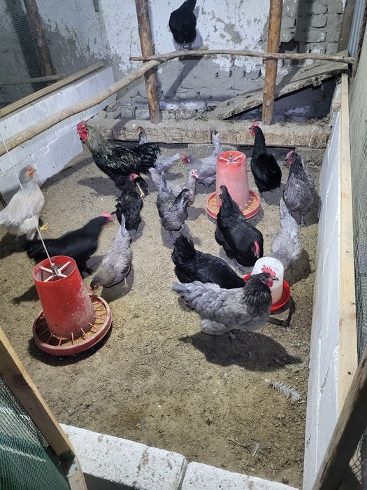 Xonaki tovuq tuxumlari Sotiladi!