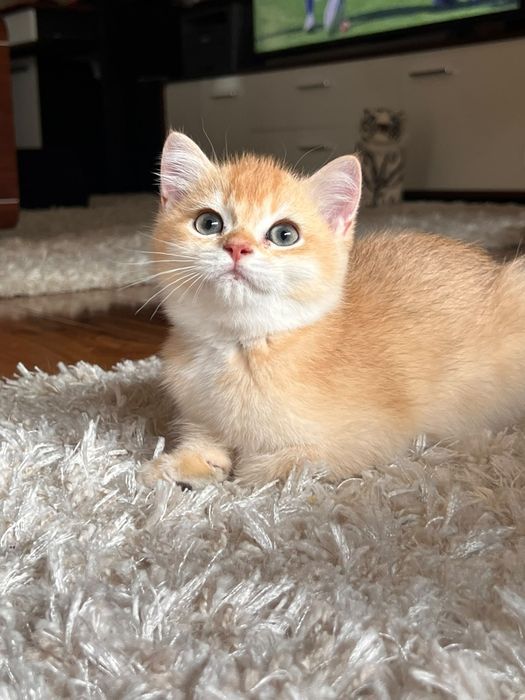 Băiețel jucaus british shorthair golden chinchilla!