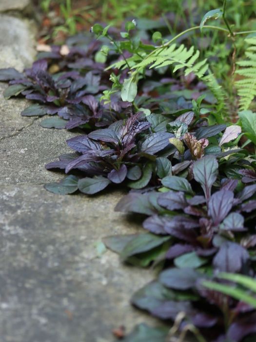 Продам растения для сада