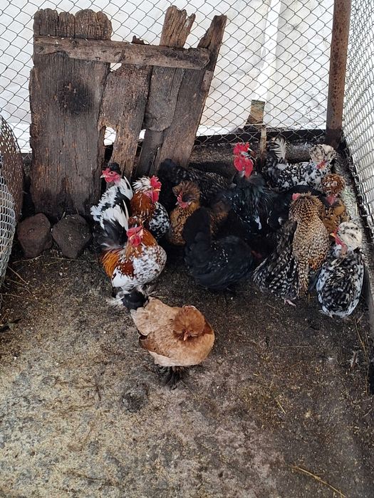 Продавам оплодени яйца от джинките на снимкитее