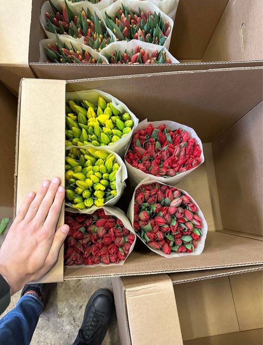 Продам тюльпаны оптом 320 тенге