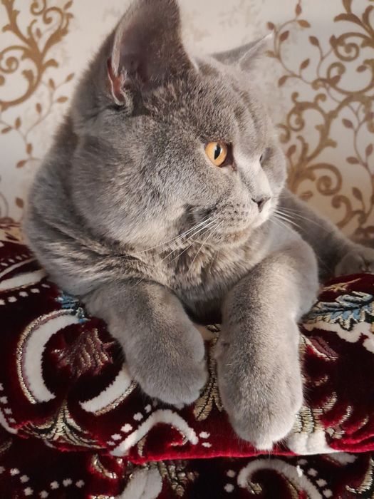 Erkak mushugimiz Vyaska