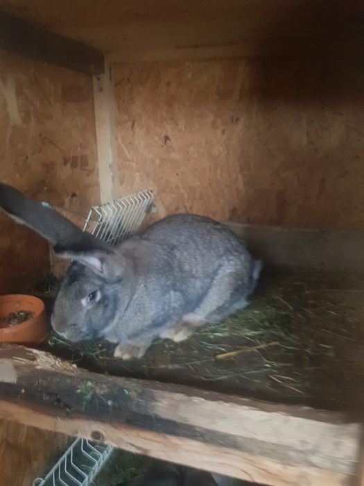 Urias german caută casa