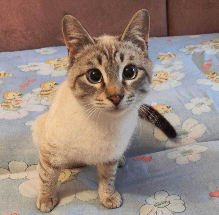 Котёнок в добрые ручки.