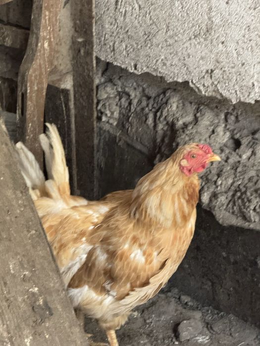 Продам курей и петухов