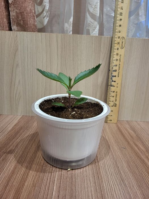 Каланхоэ Дегремона (Каланхоэ лечебный)