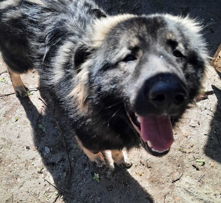 Cățel spre adopție: băiat, 3 ani, talie mare
