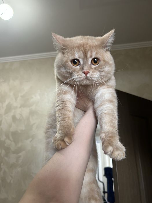 Кот в добрые руки