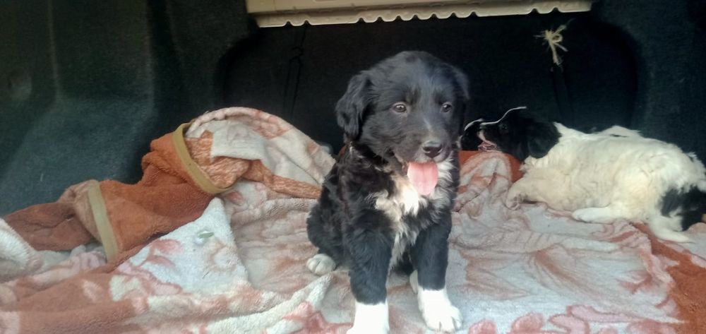 Щенки бесплатно дам