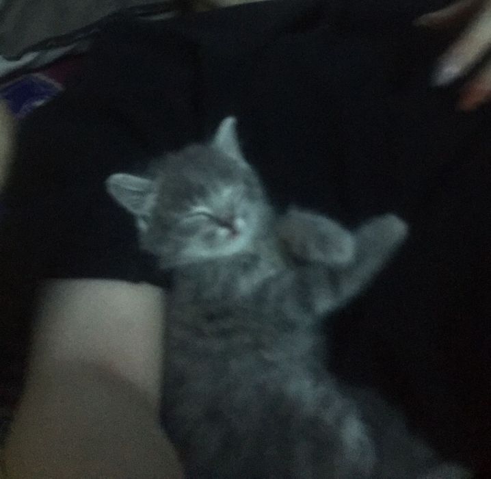 Шотланды 1,5 месяцев.