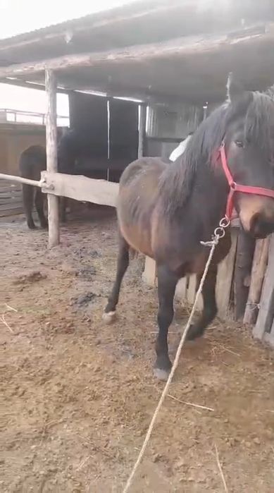 Айғыр сатылады, 8жасар