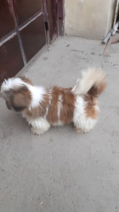 кобель ши-тцу на вязку