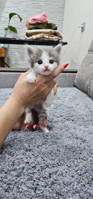 Котята ищут мамочку