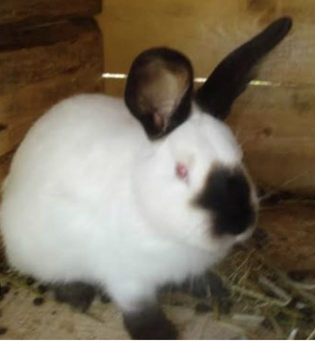 Iepurasi califirniani 3 luni deosebiti