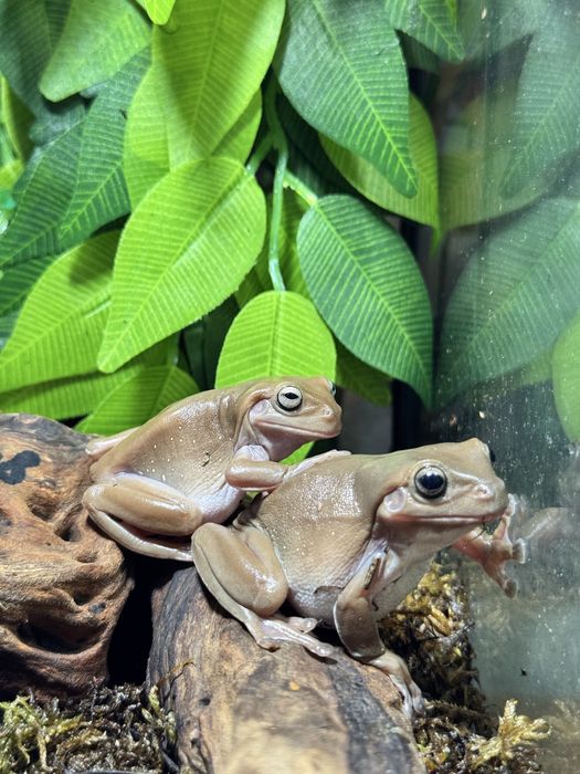 Австралийская квакша