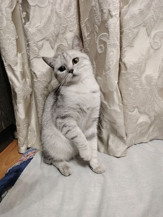 Продам кошечку скотиш страйт