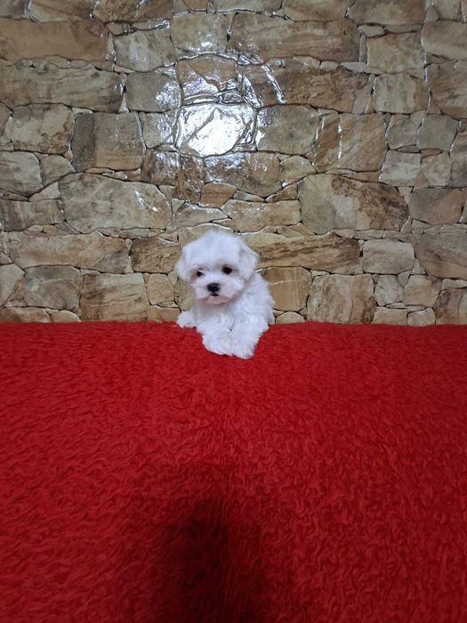 pui bichon maltese