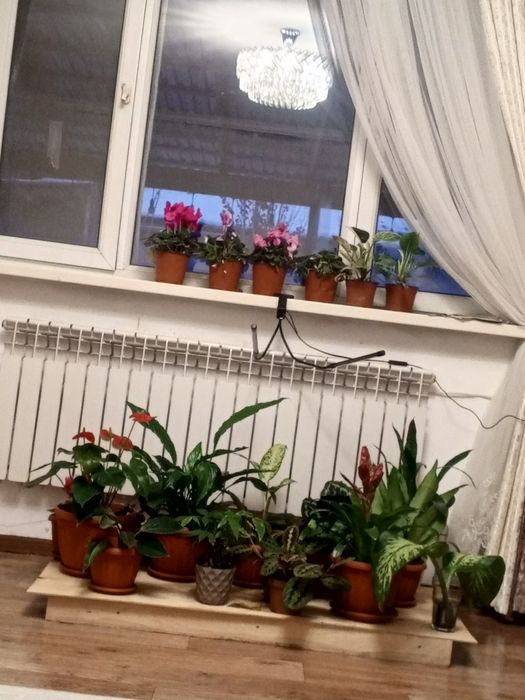 Продам домашние цветы