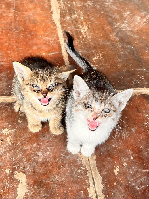 Motani si Pisici de adoptat